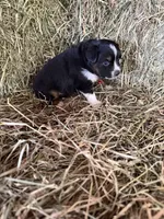 P-Pepe , a male Toy Australian Shepherd for sale in Polk City, FL – Photo 9 of 9