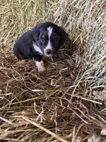 P-Pepe , a male Toy Australian Shepherd for sale in Polk City, FL – Photo 8 of 9