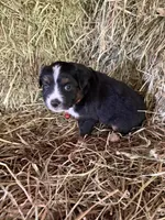P-Pepe , a male Toy Australian Shepherd for sale in Polk City, FL – Photo 5 of 9