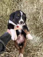 P-Pepe , a male Toy Australian Shepherd for sale in Polk City, FL – Photo 3 of 9