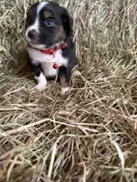 P-Pepe , a male Toy Australian Shepherd for sale in Polk City, FL – Photo 4 of 9