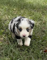 B-Blaine, a male Toy Australian Shepherd for sale in Polk City, FL – Photo 4 of 10