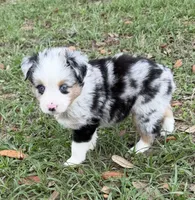 B-Blaine, a male Toy Australian Shepherd for sale in Polk City, FL – Photo 9 of 10