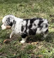 B-Blaine, a male Toy Australian Shepherd for sale in Polk City, FL – Photo 8 of 10