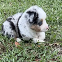 B-Blaine, a male Toy Australian Shepherd for sale in Polk City, FL – Photo 7 of 10