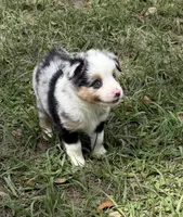 B-Blaine, a male Toy Australian Shepherd for sale in Polk City, FL – Photo 3 of 10