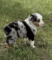B-Blaine, a male Toy Australian Shepherd for sale in Polk City, FL – Photo 5 of 10