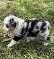 B-Blaine, a male Toy Australian Shepherd for sale in Polk City, FL – Photo 6 of 10