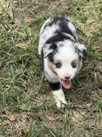 B-Blaine, a male Toy Australian Shepherd for sale in Polk City, FL – Photo 10 of 10