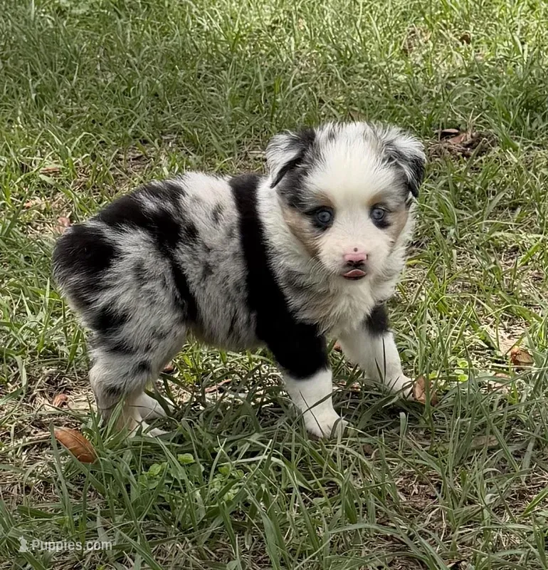 B-Blaine – Toy Australian Shepherd puppy for sale in Polk City, FL