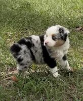 B-Blaine, a male Toy Australian Shepherd for sale in Polk City, FL – Photo 2 of 10