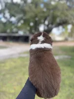 L-Lincoln , a male Australian Shepherd for sale in Polk City, FL – Photo 4 of 4