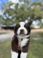 L-Lincoln , a male Australian Shepherd for sale in Polk City, FL – Photo 3 of 4