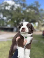 L-Lincoln , a male Australian Shepherd for sale in Polk City, FL – Photo 2 of 4