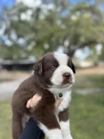 L-Lincoln , a male Australian Shepherd for sale in Polk City, FL – Photo 1 of 4