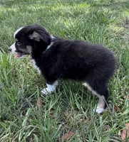 B-Bailey , a male Toy Australian Shepherd for sale in Polk City, FL – 9 of 10
