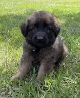 S-Samson, a male German Shepherd Dog for sale in Polk City, FL – 3 of 10