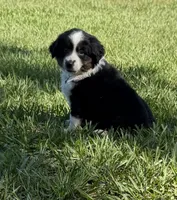 G-yellow, a female Miniature American Shepherd for sale in Polk City, FL – 6 of 10
