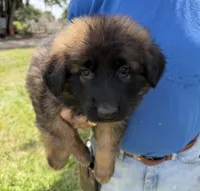 S-Samson, a male German Shepherd Dog for sale in Polk City, FL – 4 of 10