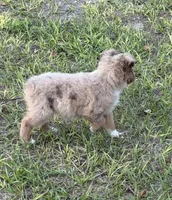 E-Evie, a female Toy Australian Shepherd for sale in Polk City, FL – Photo 6 of 10