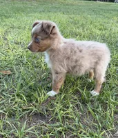 E-Evie, a female Toy Australian Shepherd for sale in Polk City, FL – Photo 8 of 10