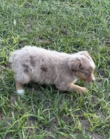 E-Evie, a female Toy Australian Shepherd for sale in Polk City, FL – Photo 7 of 10