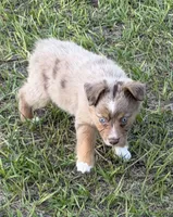 E-Evie, a female Toy Australian Shepherd for sale in Polk City, FL – Photo 4 of 10