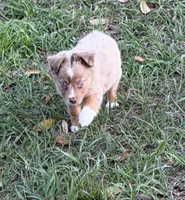 E-Evie, a female Toy Australian Shepherd for sale in Polk City, FL – Photo 5 of 10