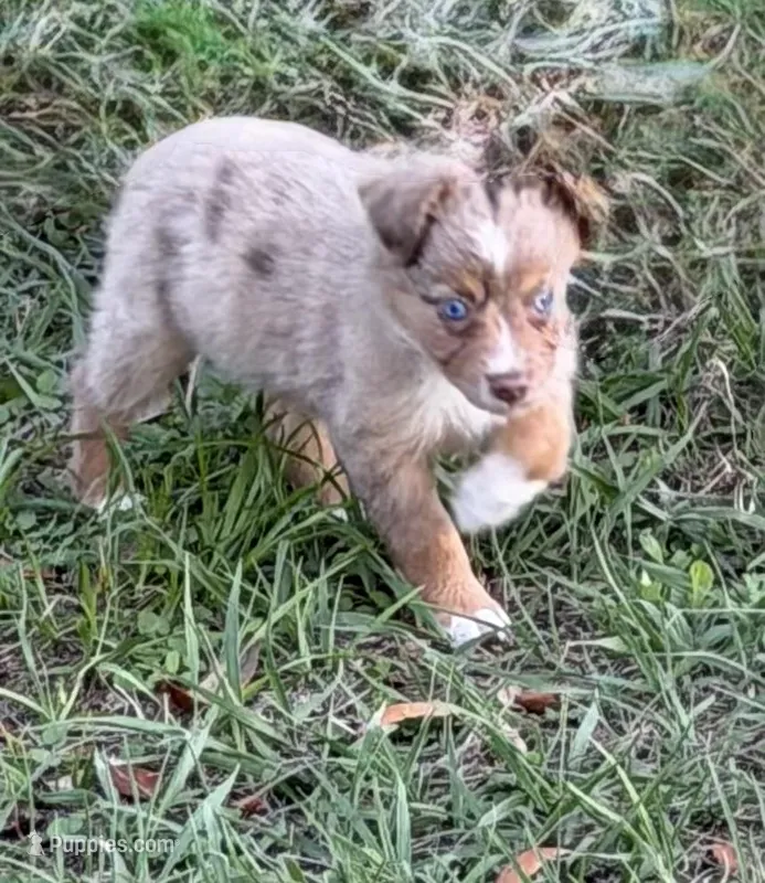 E-Evie – Toy Australian Shepherd puppy for sale in Polk City, FL