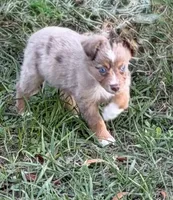 E-Evie, a female Toy Australian Shepherd for sale in Polk City, FL – Photo 1 of 10