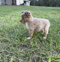 E-Evie, a female Toy Australian Shepherd for sale in Polk City, FL – Photo 10 of 10