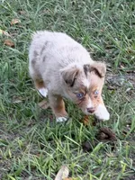 E-Evie, a female Toy Australian Shepherd for sale in Polk City, FL – Photo 3 of 10