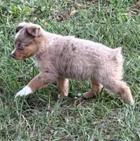 E-Evie, a female Toy Australian Shepherd for sale in Polk City, FL – Photo 2 of 10