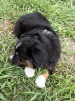 P-Pepe , a male Toy Australian Shepherd for sale in Polk City, FL – 7 of 10