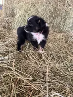 Ri-Prada, a female Toy Australian Shepherd for sale in Polk City, FL – Photo 8 of 10