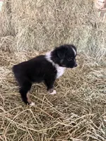 Ri-Prada, a female Toy Australian Shepherd for sale in Polk City, FL – Photo 4 of 10