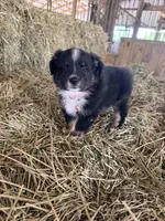 Ri-Prada, a female Toy Australian Shepherd for sale in Polk City, FL – Photo 3 of 10