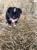 Ri-Prada, a female Toy Australian Shepherd for sale in Polk City, FL – Photo 2 of 10