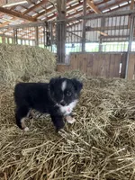Ri-Prada, a female Toy Australian Shepherd for sale in Polk City, FL – Photo 5 of 10