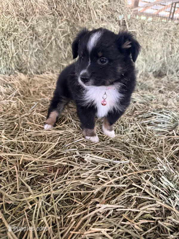 Ri-Prada – Toy Australian Shepherd puppy for sale in Polk City, FL