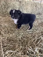 Ri-Prada, a female Toy Australian Shepherd for sale in Polk City, FL – Photo 10 of 10