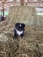 Ri-Prada, a female Toy Australian Shepherd for sale in Polk City, FL – Photo 6 of 10