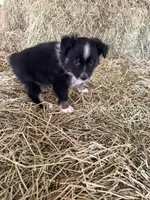 Ri-Prada, a female Toy Australian Shepherd for sale in Polk City, FL – Photo 7 of 10