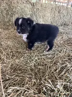 Ri-Prada, a female Toy Australian Shepherd for sale in Polk City, FL – Photo 9 of 10
