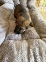 S-Senna green, a female German Shepherd Dog for sale in Polk City, FL – Photo 2 of 10