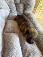 S-Senna green, a female German Shepherd Dog for sale in Polk City, FL – Photo 6 of 10