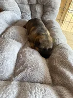 S-Senna green, a female German Shepherd Dog for sale in Polk City, FL – Photo 3 of 10