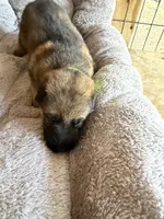 S-Senna green, a female German Shepherd Dog for sale in Polk City, FL – Photo 1 of 10