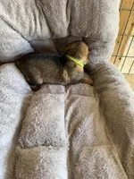 S-Senna green, a female German Shepherd Dog for sale in Polk City, FL – Photo 10 of 10