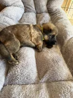 S-Senna green, a female German Shepherd Dog for sale in Polk City, FL – Photo 5 of 10